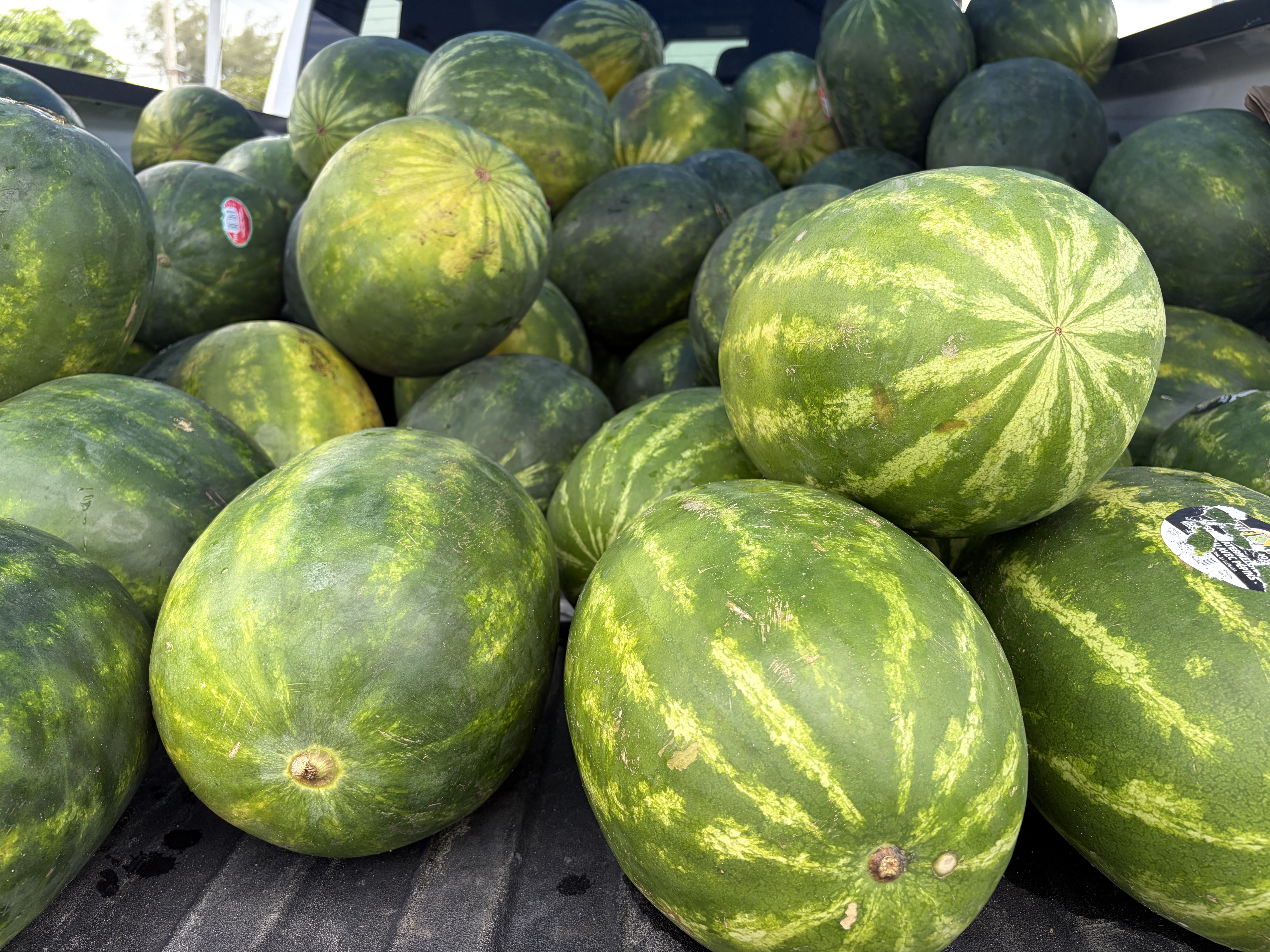 A pickup truck bed piled high with dozens of ripe, striped watermelons